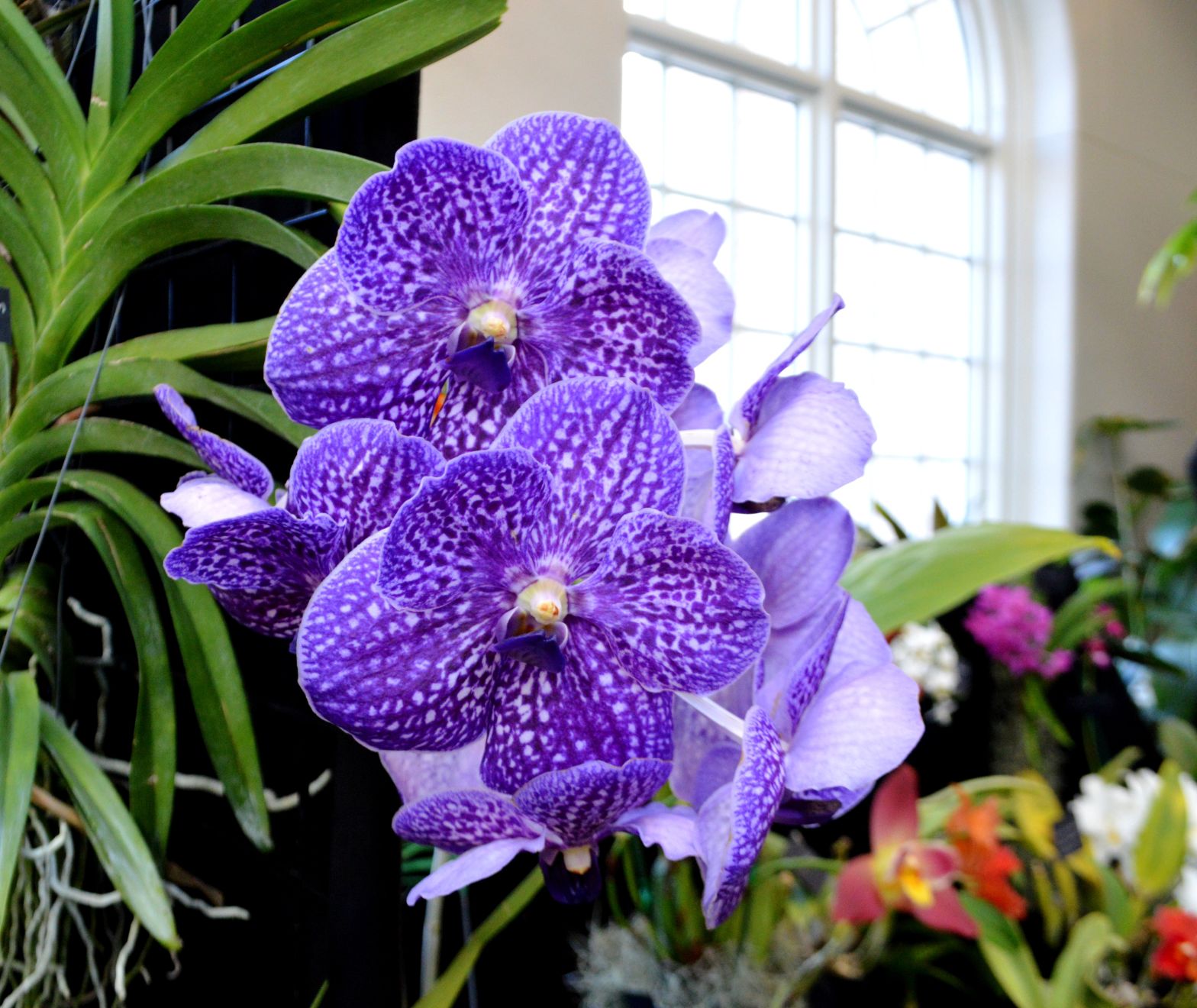 Orchid Show